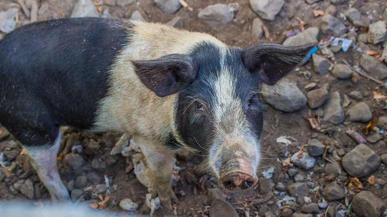 Pig living in Fijian village