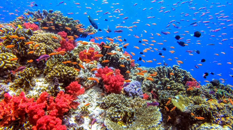 Coral reef of Fiji