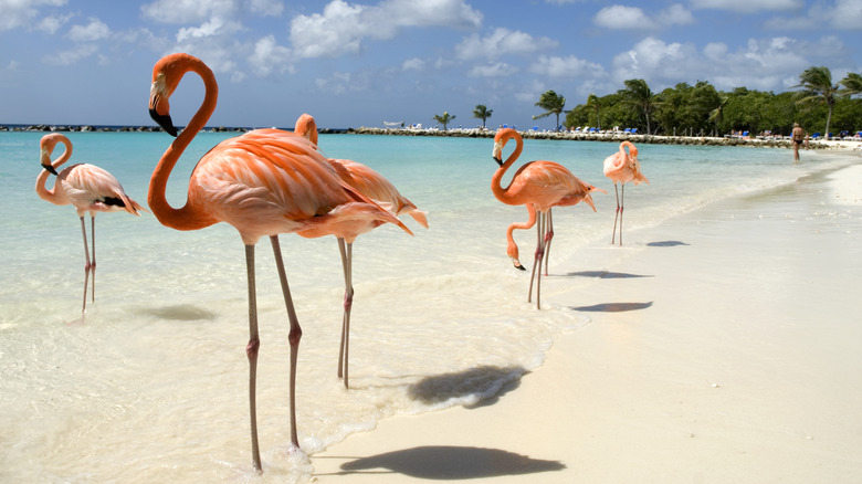 Flamingos on an Aruba beach