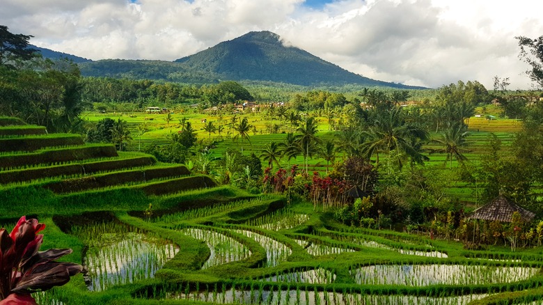 Bali's rice fields and mountains 