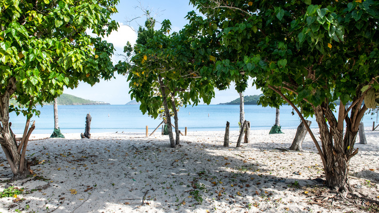 trees on Magens Bay Beach