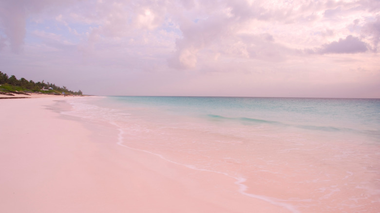 Pink Sands Beach