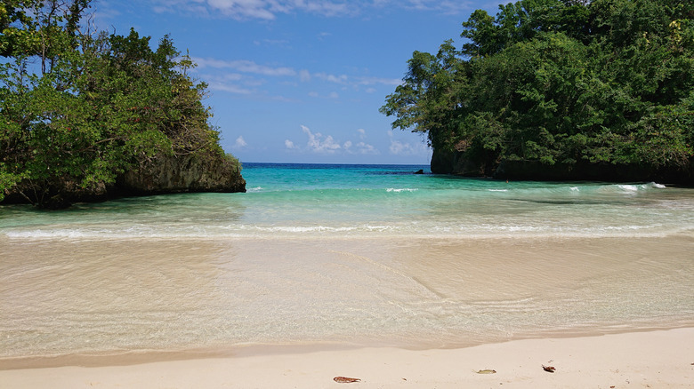 foliage surrounding Frenchman's Cove