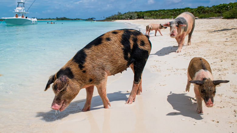 pigs walking beach