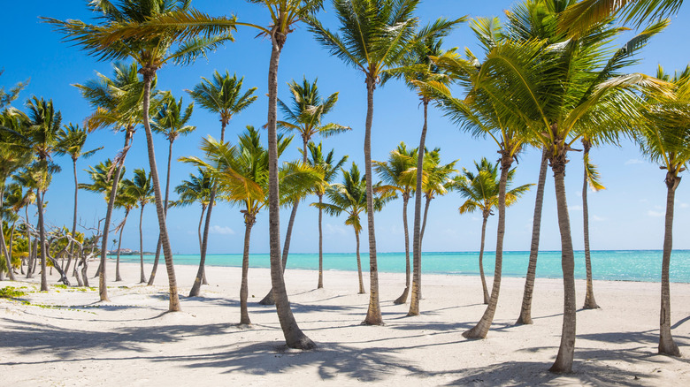 palm trees on Juanillo Beach