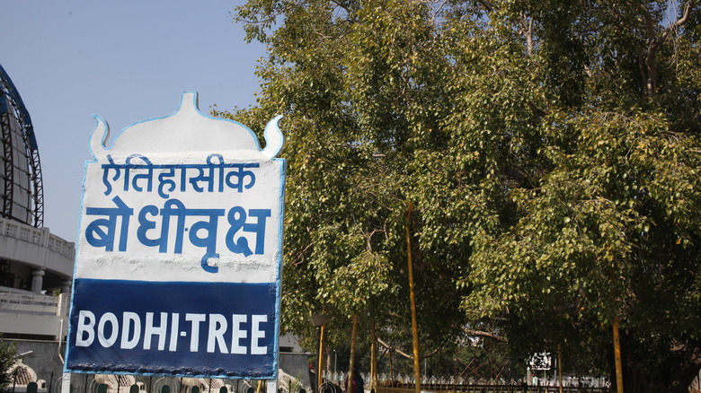 The sacred Bodhi tree in Bodh Gaya, India