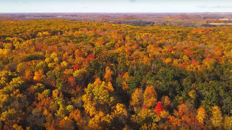 Fall treetops near Kettle Moraine