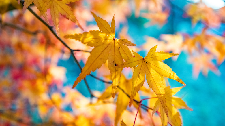 Fall leaves in the sun