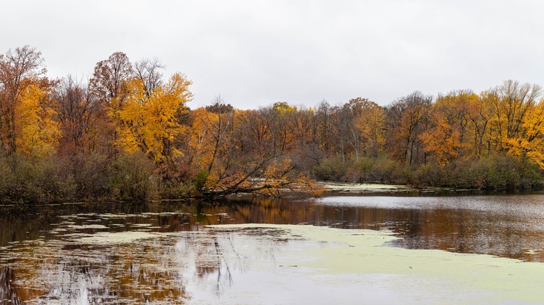 Fall foliage near Nausau