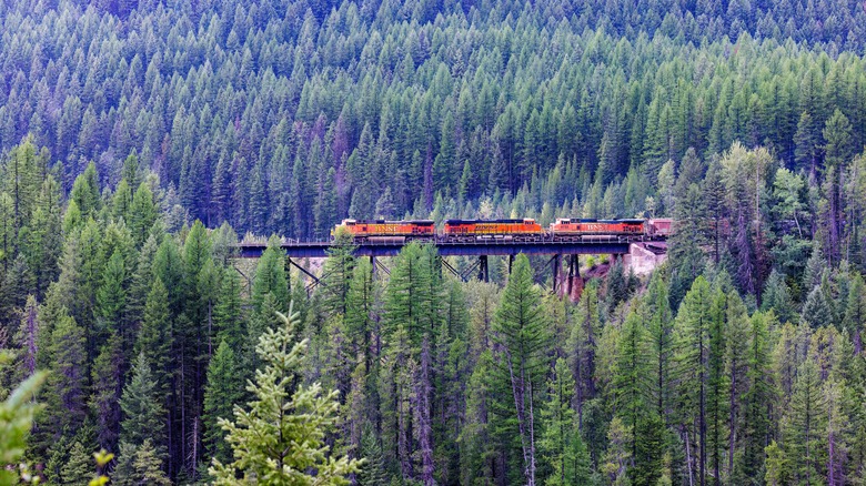 A Train in West Glacier, Glacier National Park woods