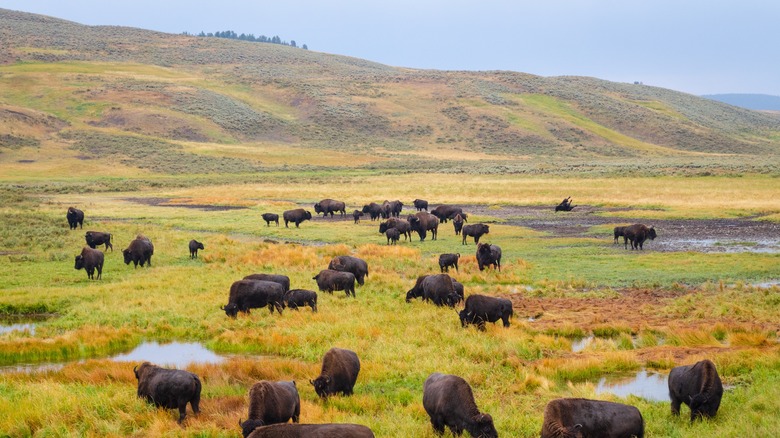 A herd of Bison in Yellowstone National Park