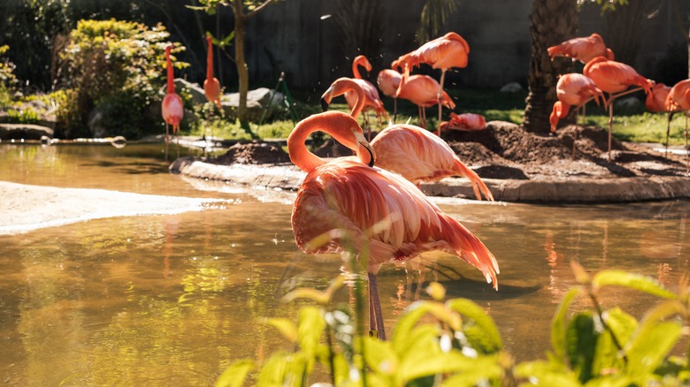 Flamingoes at Riverbanks Zoo