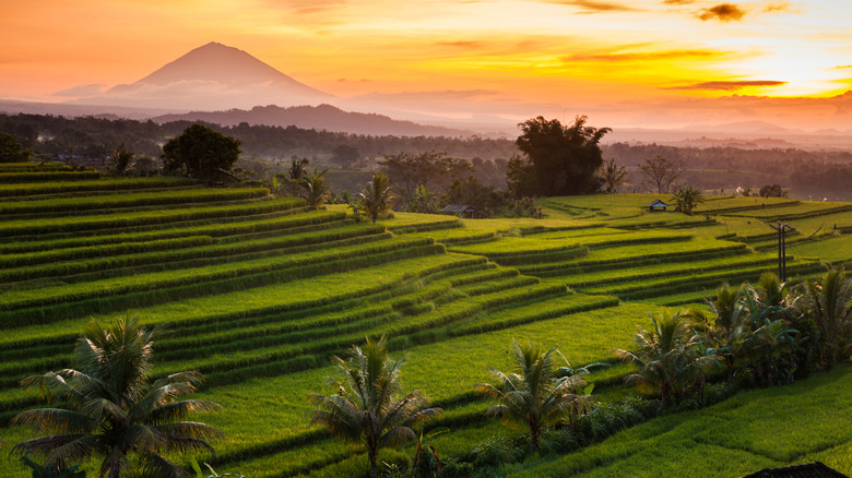 The volcanoes and rice fields of Bali, Indonesia