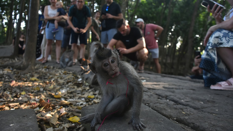 Crowds at monkey temple, Ubud