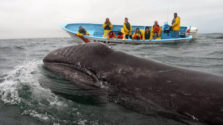 people on boat watching whale