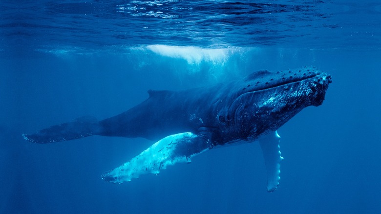 humpback whale in Bermuda waters