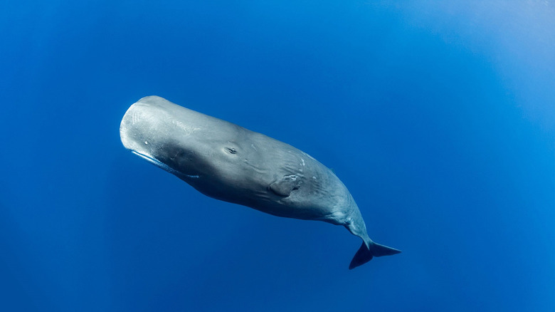 sperm whale swimming in ocean