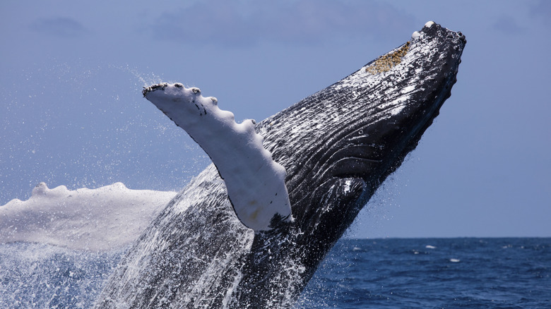 humpback whale breaching water