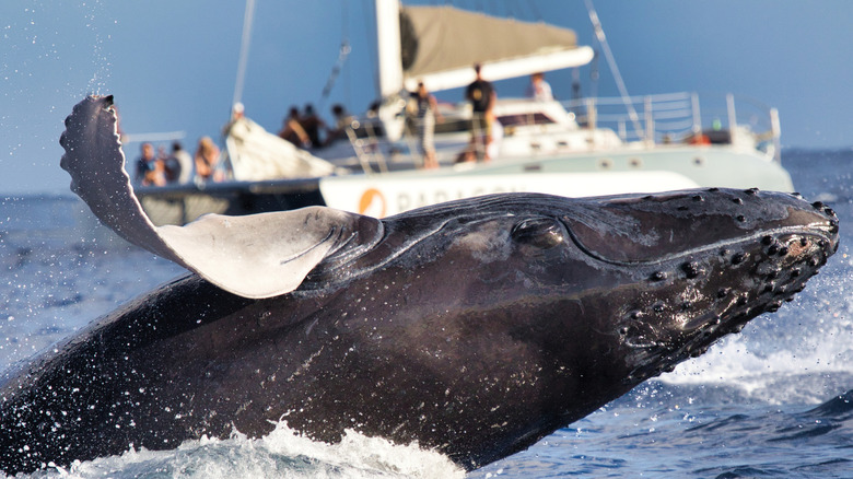 humpback whale breaching near boat