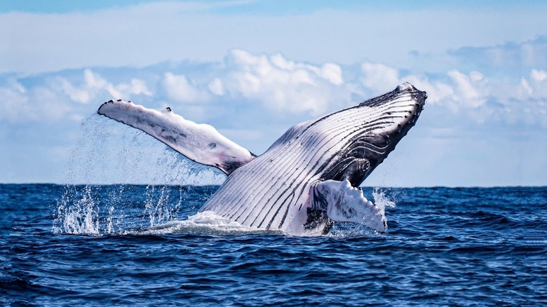 humpback whale breaching water