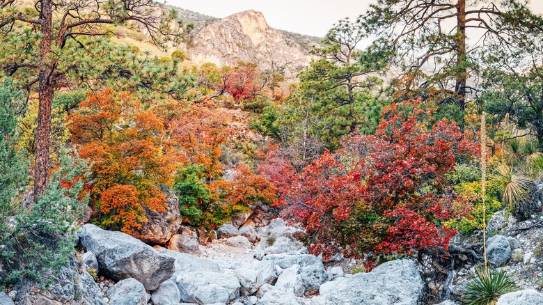 fall colors Guadalupe Mountains