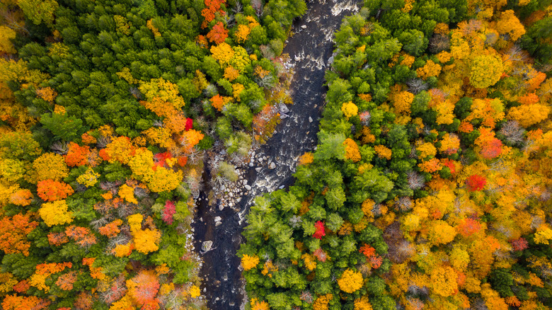 areal view of Adirondack stream in autumn 