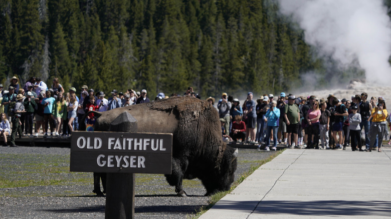 A crowd of visitors watches a buffalo at Old Faithful in Yellowstone National Park