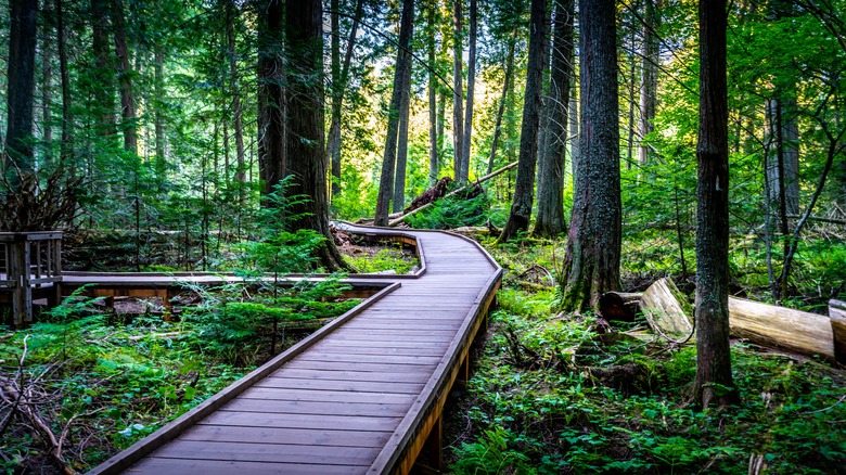 the boardwalk in trail of the cedars at Glacier National Park