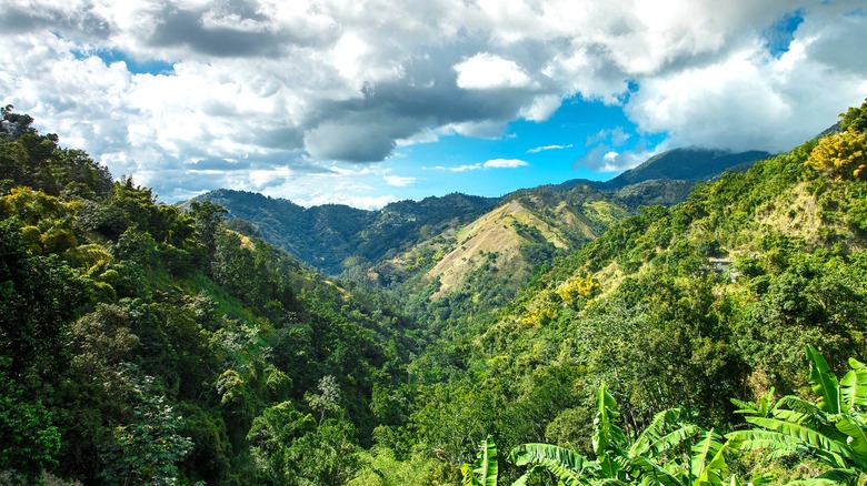 Verdant Strawberry Hills