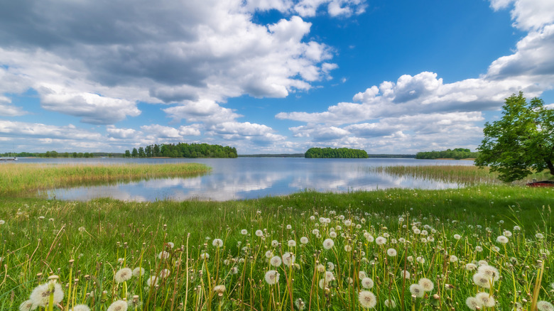 Lake Plateliai with dandelions and grass