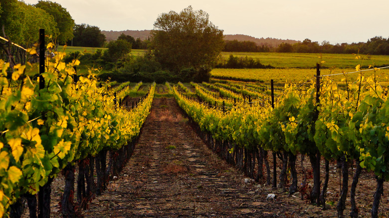 vineyard scene with grape vines and field