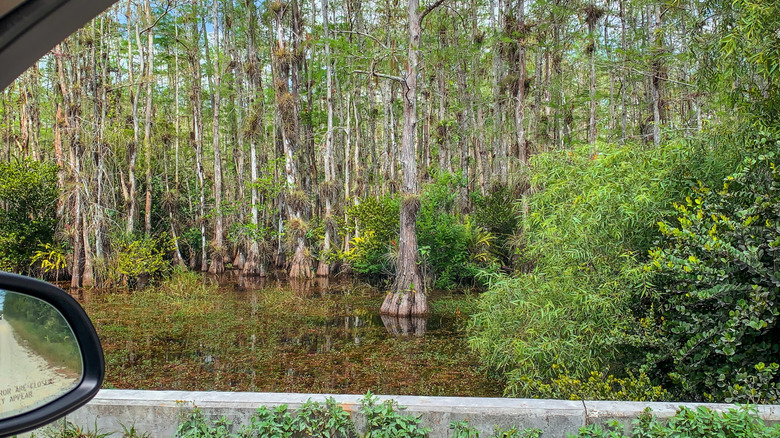 Car window view while driving down the Everglades Loop Road