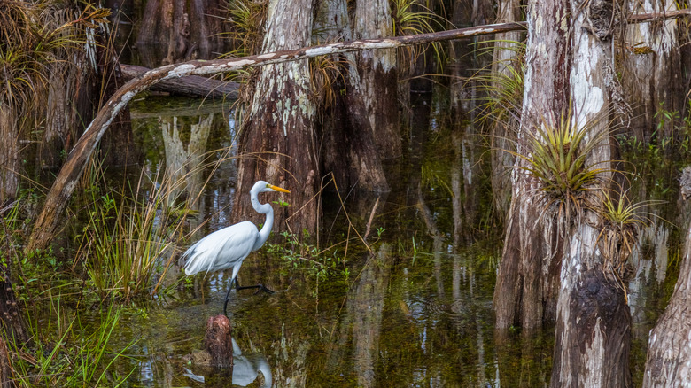 A great egret stands in a cypress swamp on the Loop Road in Big Cypress National Preserve