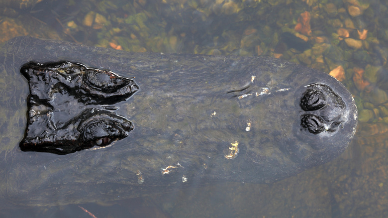 Close up view of an alligator's head submerged in clear swamp water