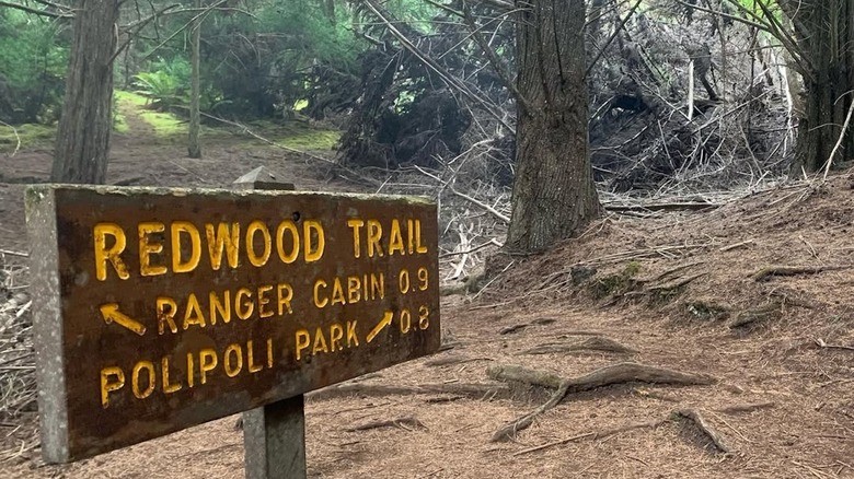 Sign for the Redwood Trail in Polipoli Spring State Recreation Area in Maui, Hawaii