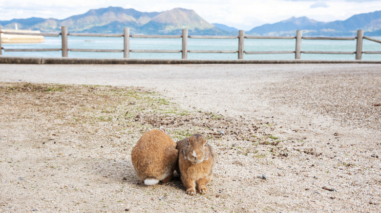 Bunnies huddling together on a beach in Okunoshima