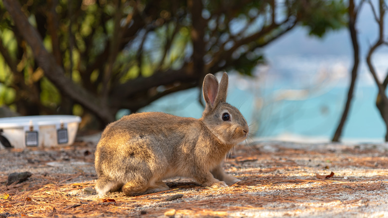 A rabbit on the beach in Okunoshima