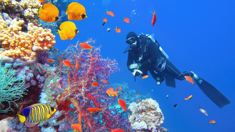 Scuba diver admires colorful reef