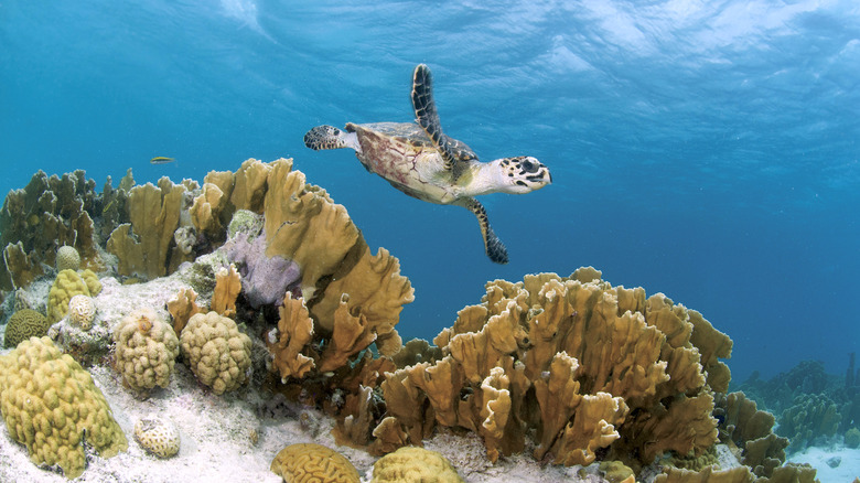 A turtle swimming near coral reef in the waters of Bonaire