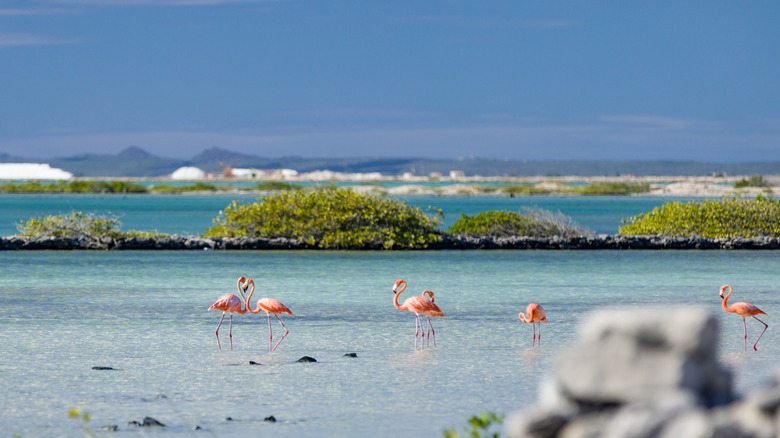 Flamingos standing in the water on a sunny day in Bonaire