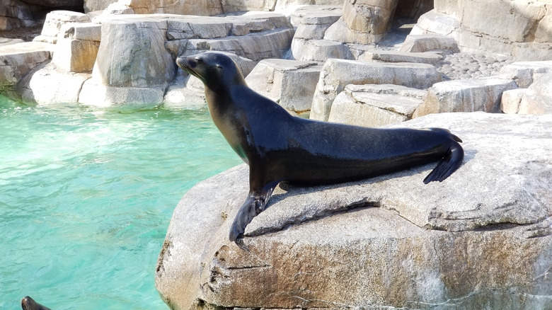 Seal at Georgia Aquarium