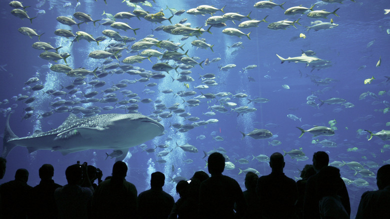 Georgia Aquarium crowd at tank