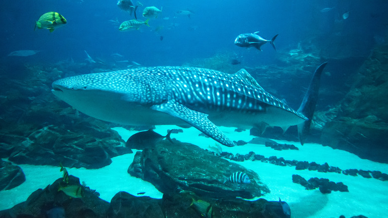 Whale shark at Georgia Aquarium