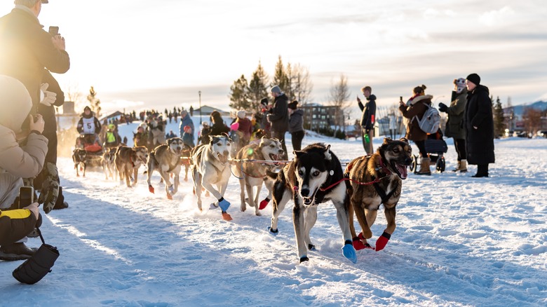 Dogs in Yukon Quest Dog Sledding Race