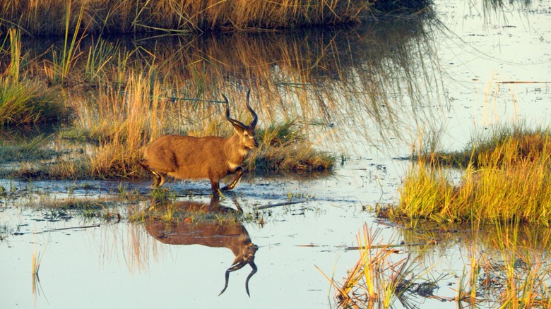 A sitatunga walking in the Okavango Delta