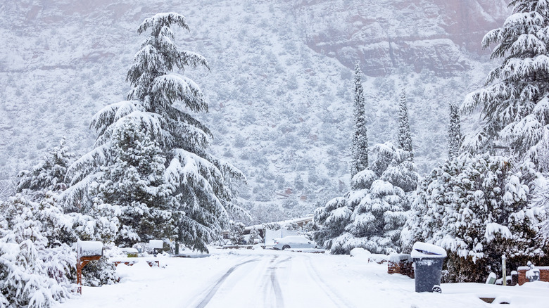 Snow-covered trees in a Northern Arizona neighborhood