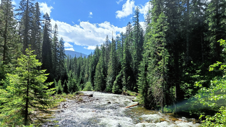 The Lochsa River, east of Lewiston off of US Highway 12