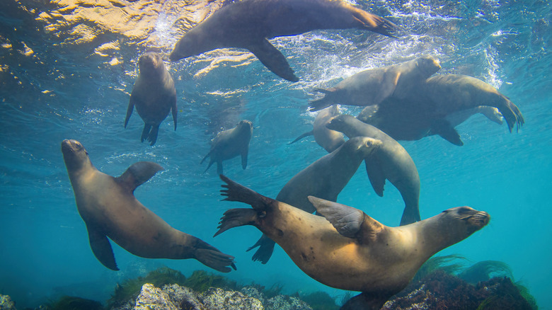 seals swimming