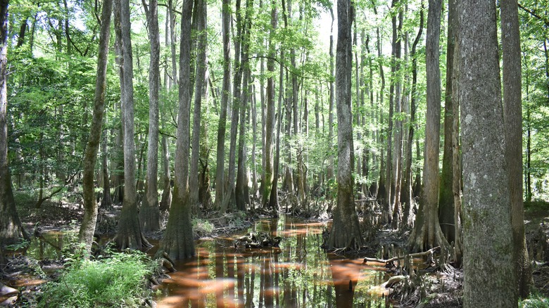 forest and swamp land