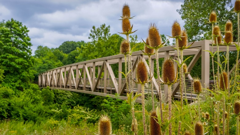 Daffodils and bridge